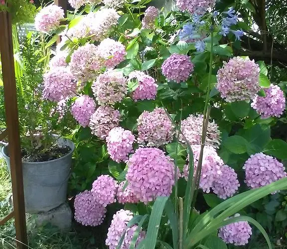 巴黎人酒店 酒店 *