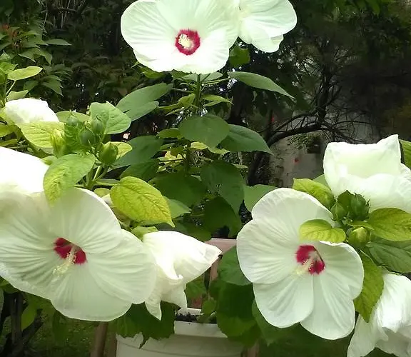 酒店 巴黎人酒店 桑特