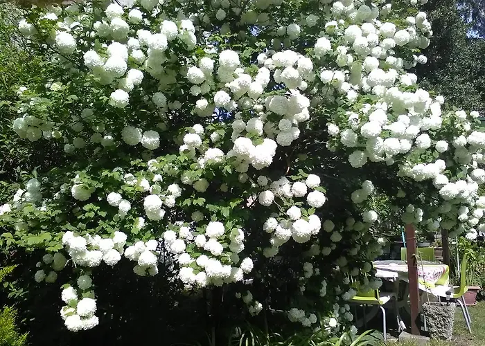 Le Parisien * Saintes